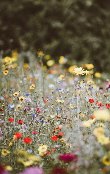 Fleurs sauvages
